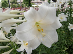 2009_0616_104944-CIMG0045