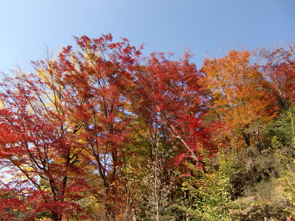 大井平公園