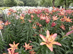 2009_0616_105257-CIMG0051