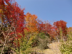 大井平公園