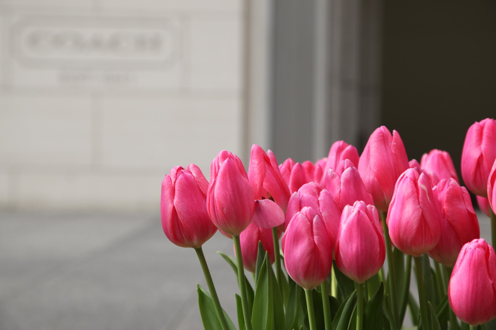 Marunouchi's Spring