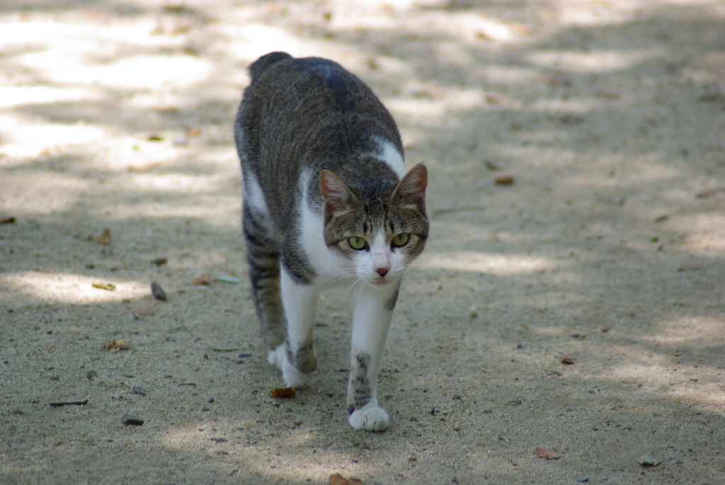 猫と睨み合い