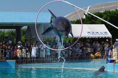 イルカのジャンプ