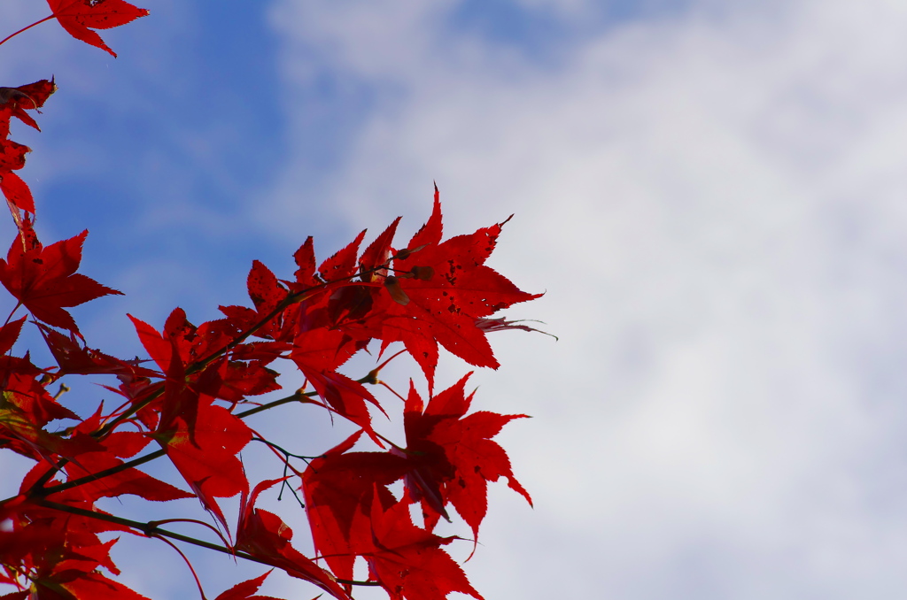 秋空