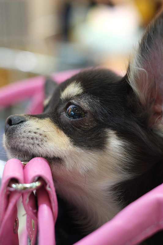 我が家の愛犬