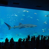 沖縄美ら海水族館 