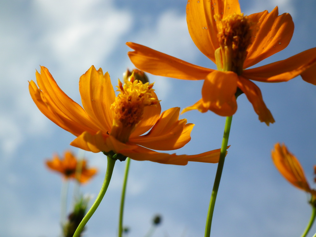 空と花