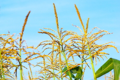 とうもろこしばたけ