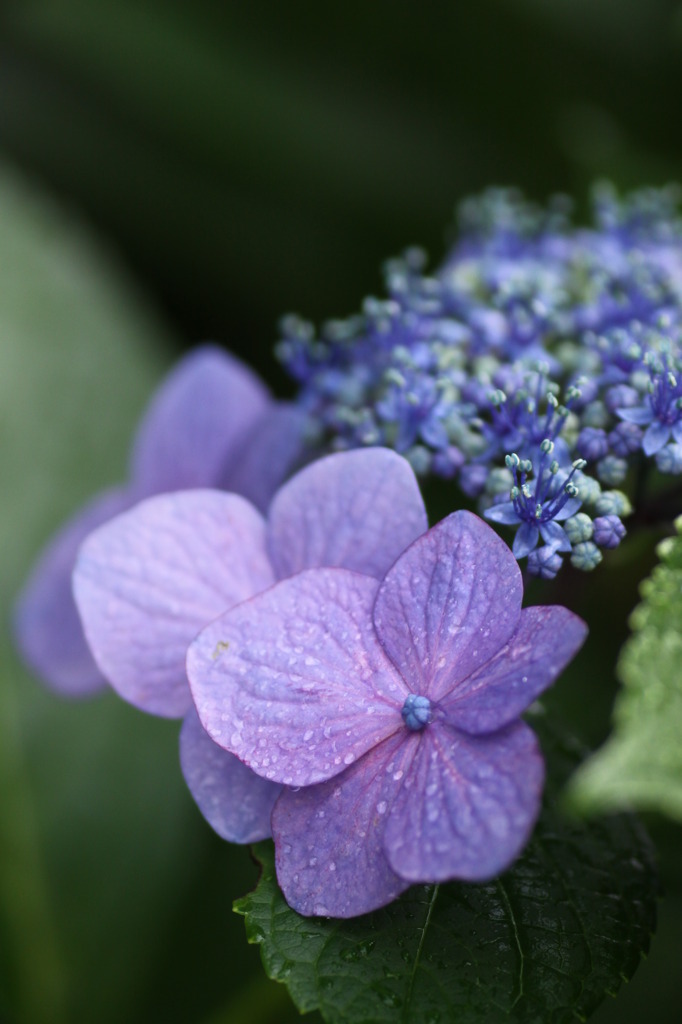 紫陽花家_7223