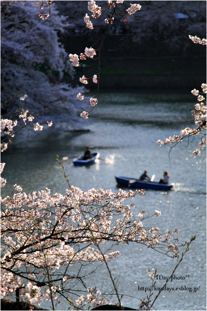 桜②