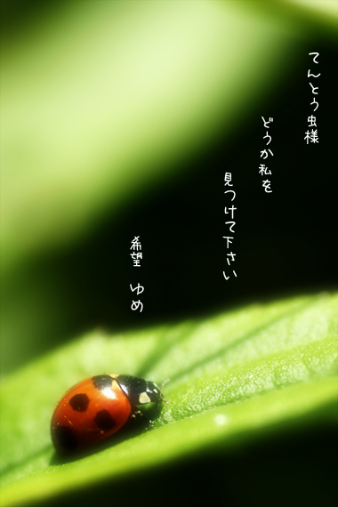 拝啓　てんとう虫さま