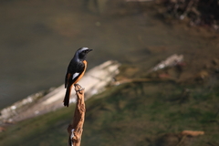 野鳥図鑑用・ジョウビタキ