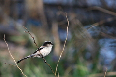 野鳥図鑑用・エナガ