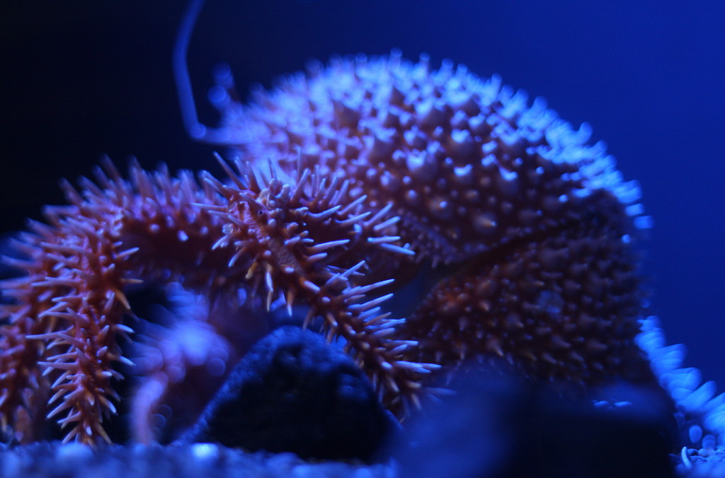 DEEP BLUE 
