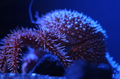 DEEP BLUE 