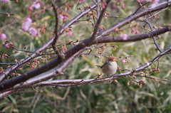 野鳥図鑑用・モズ