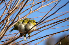 野鳥図鑑用・メジロ