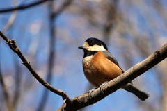 野鳥図鑑用・ヤマガラ