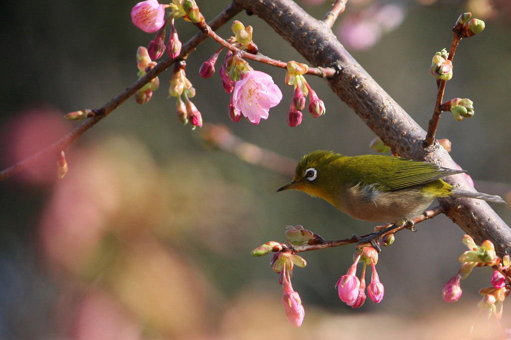 野鳥図鑑・河津桜とメジロ