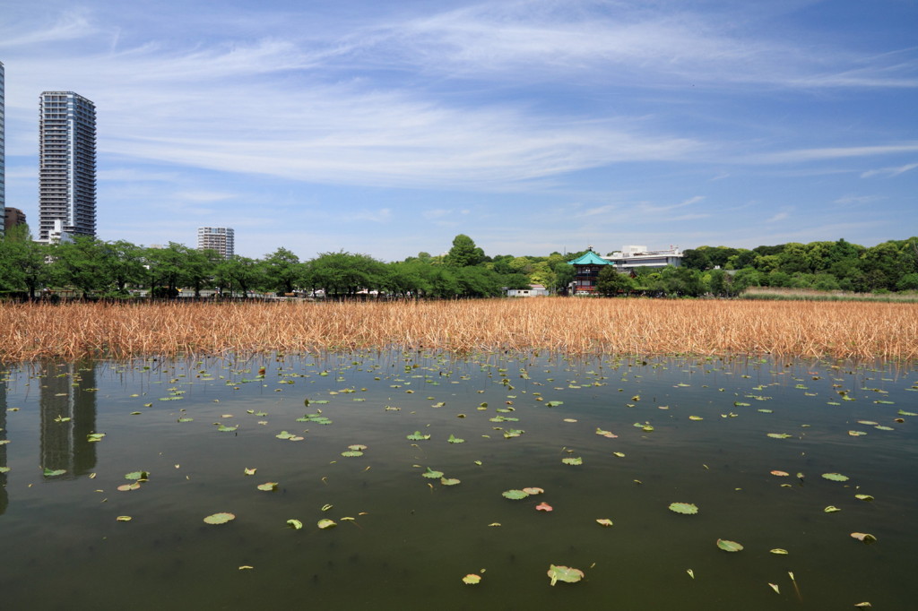 上野不忍池