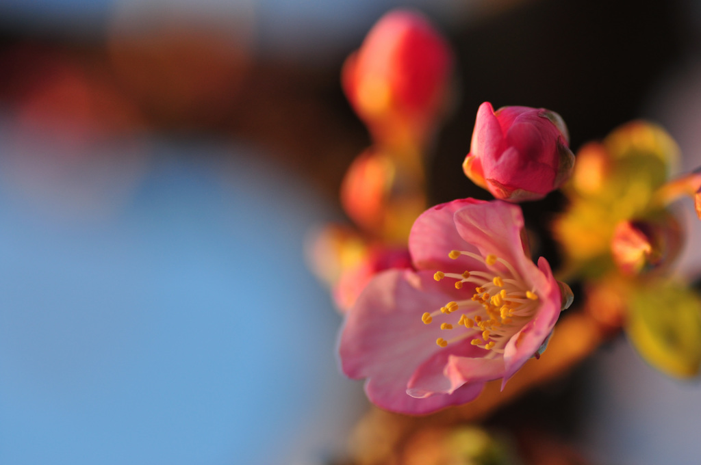 河津桜