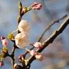 やっと蕾も・・・