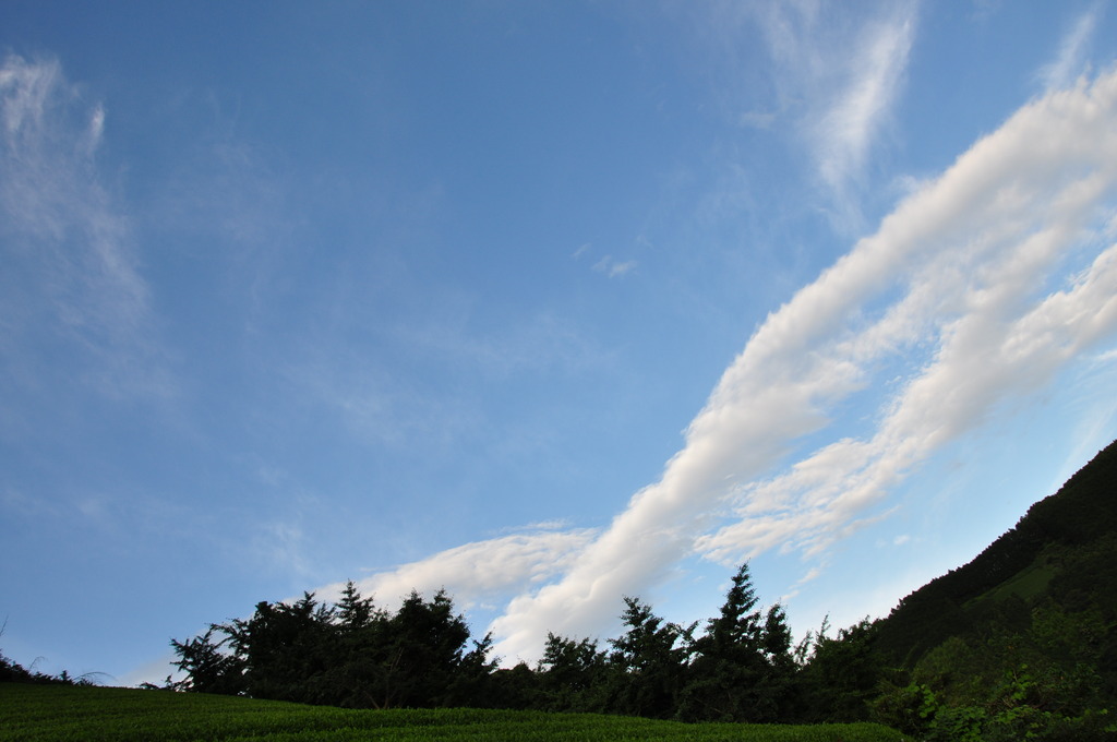 茶畑と空