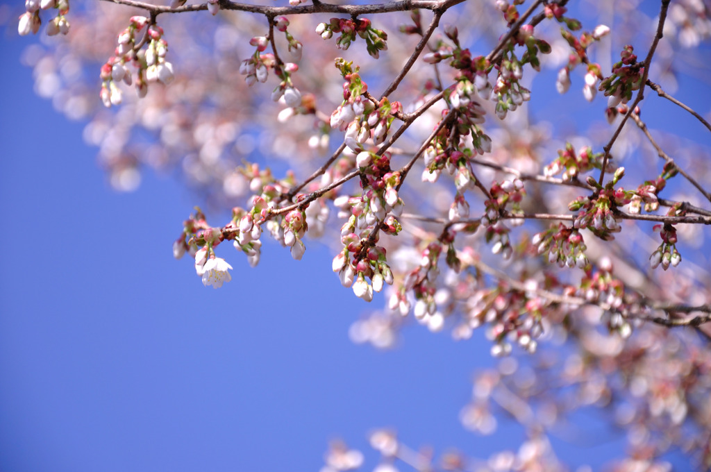 桜なのかなぁ