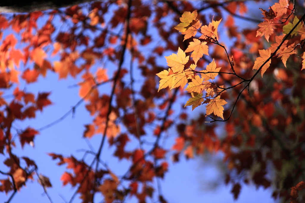 紅葉１２