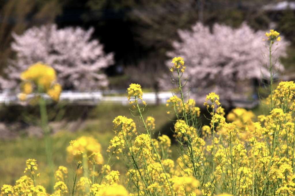 出張で小湊鉄道４