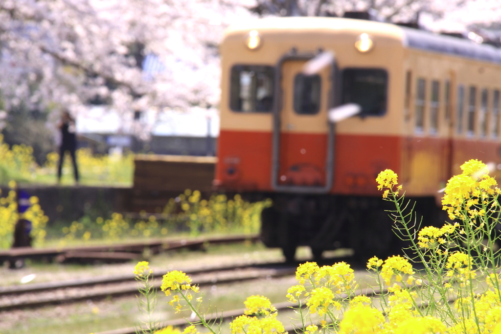 出張で小湊鉄道２