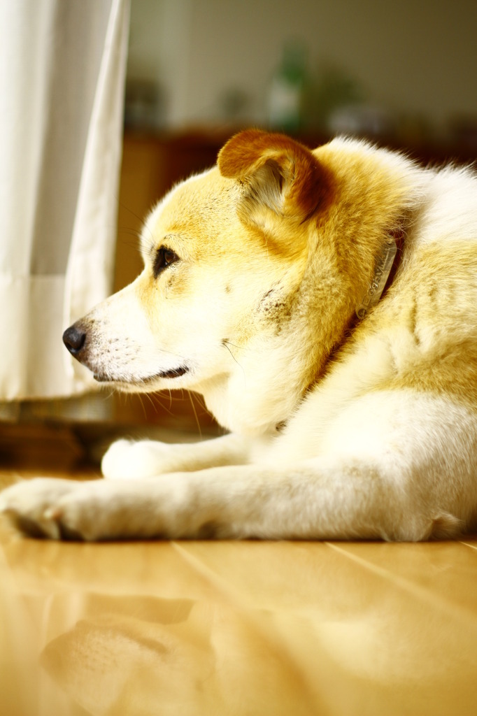 警備犬