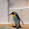 ペンギン