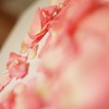 ばらバラ薔薇