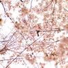 鳥もお花見