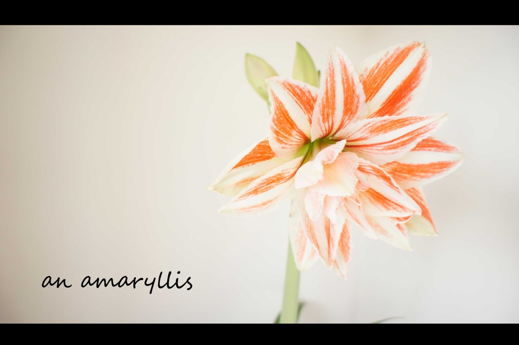 amaryllis