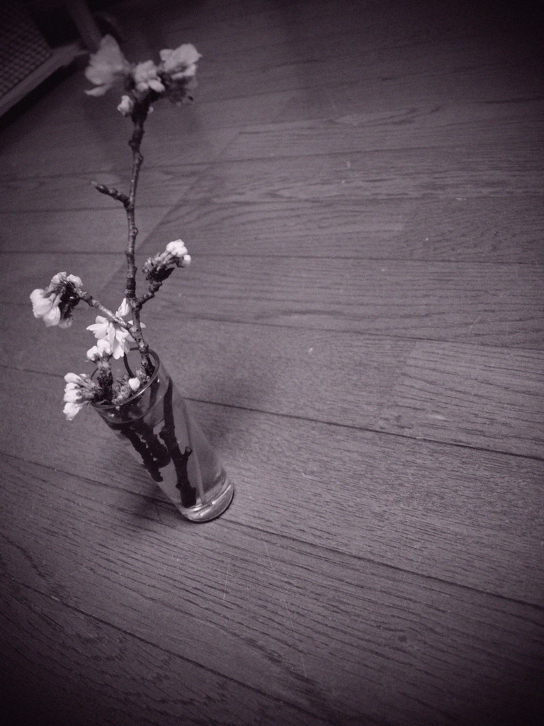 部屋でお花見