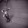 部屋でお花見