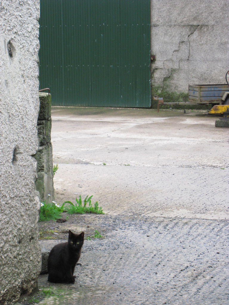 くろねこ