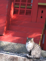 熱田神宮のねこ１