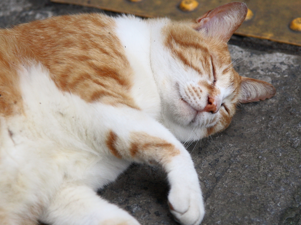 江ノ島のねこちゃん