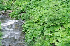 川に迫る緑