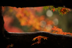 紅葉