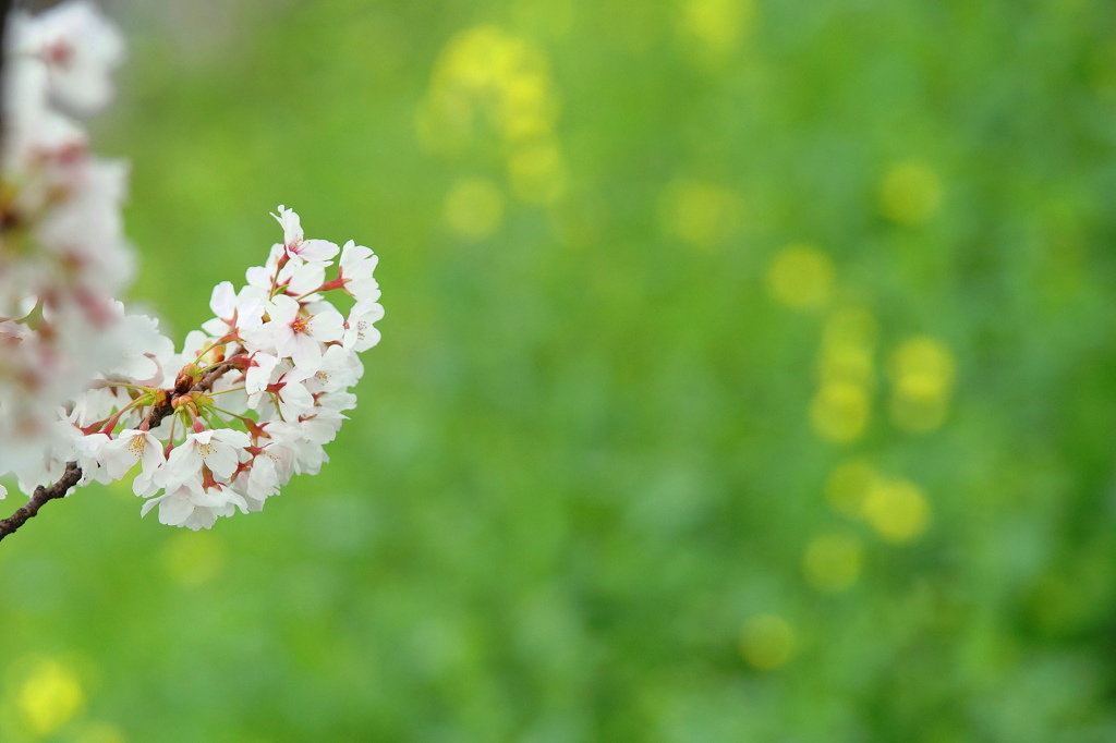 菜の花と