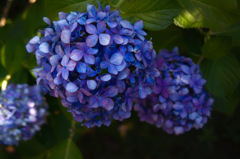 いつかの紫陽花