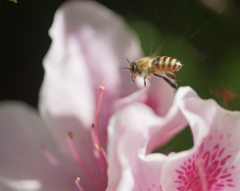 飛びものチャレンジ