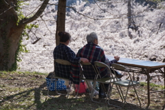桜に思いを