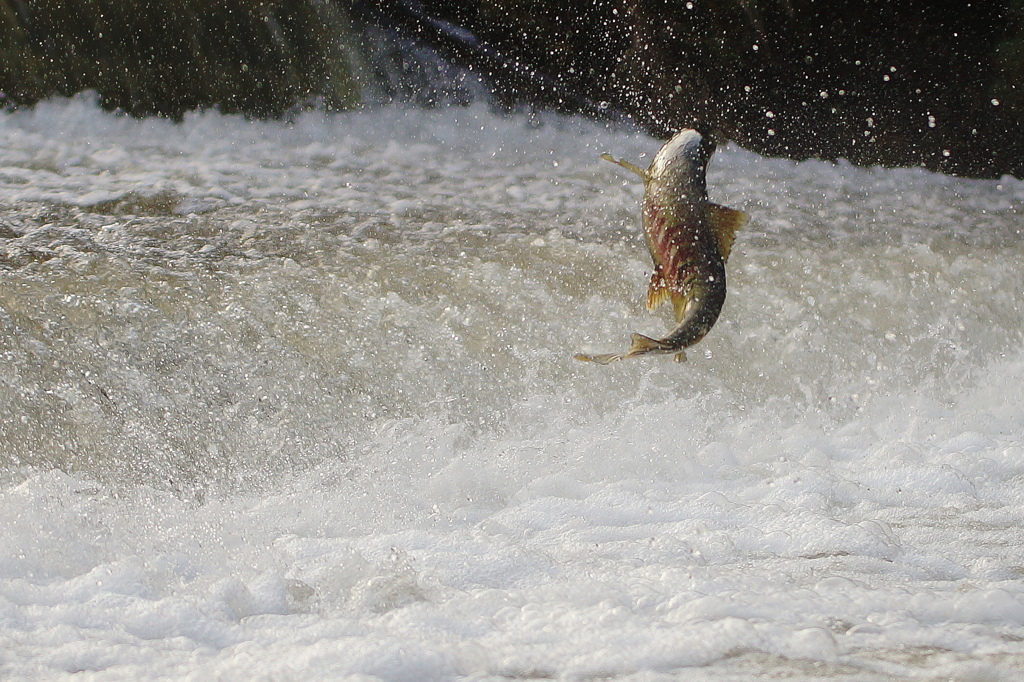 ファイトー一発！