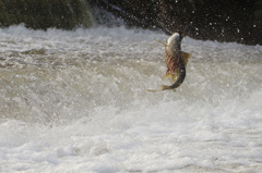 ファイトー一発！