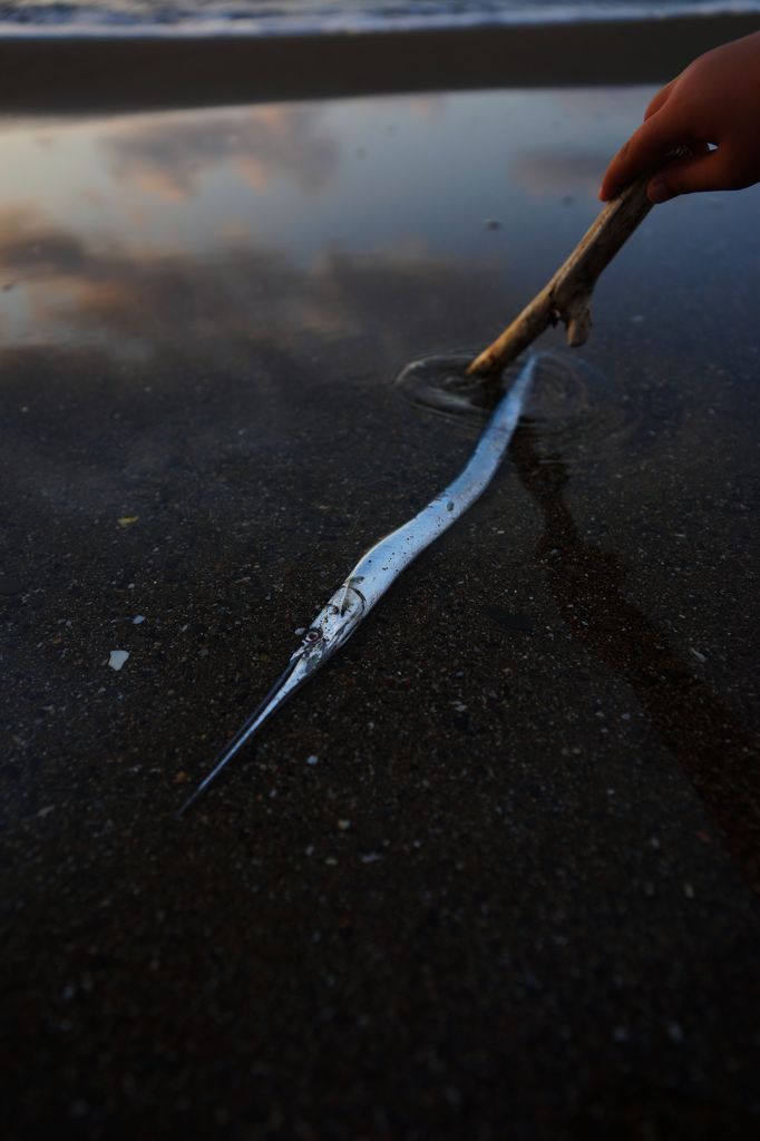 打ち上がったダツ